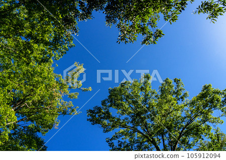 midsummer sky and forest midsummer sky and forest 105912094
