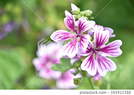 Zeniaoi（錢敖） 105912388