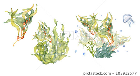 Set of green sea plants watercolor illustration isolated on white background. Laminaria, brown kelp, helpful seaweed hand drawn. Design element for package, advertising, wrap, marine collection 105912577