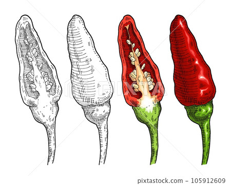 Whole and half pepper tabasco. Vintage hatching gray monochrome illustration. Whole and half pepper tabasco. Vintage hatching gray monochrome illustration. 105912609