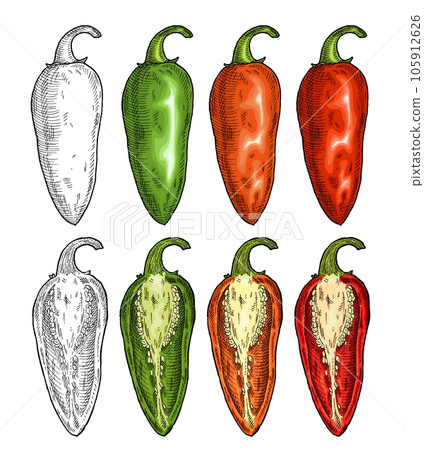 Half and whole pepper jalapeno. Vintage vector engraving 105912626
