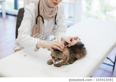Feline doctor giving injection to cat at pet care facility 105913091