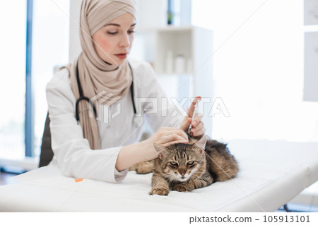 Veterinary specialist giving vaccine to animal in hospital 105913101