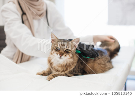 Adult cat being cared with pet grooming glove in vet clinic 105913140