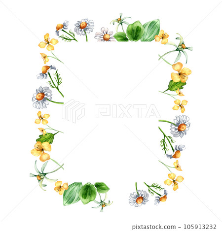 Frame of meadow medicinal flower, herb plants watercolor illustration isolated on white. Daisy, camomile, plantain, celandine, bidens tripartita hand drawn. Design for label, package, postcard 105913232