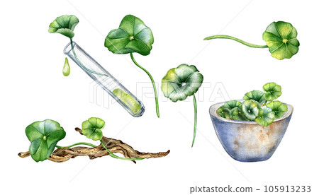 Set of centella asiatica, essential oils, snag watercolor illustration isolated on white. Pennywort, herbal plants, wooden branch, mortar hand drawn. Design element for package, background, wrapping 105913233