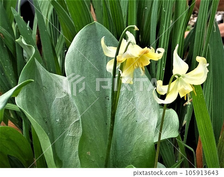 A flowering plant that sprouts early in early spring, and pale-colored flowers open downward on broad leaves. A flowering plant that sprouts early in early spring, and pale-colored flowers open downward on broad leaves. 105913643
