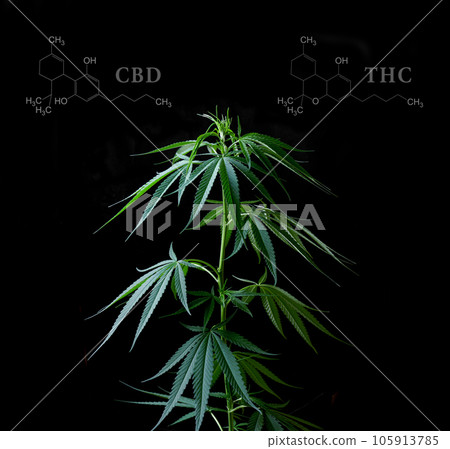 Marijuana leaves with cbd thc chemical structure 105913785