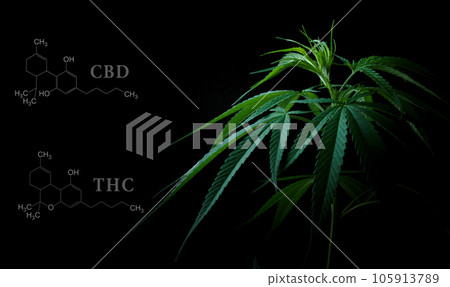 Marijuana leaves with cbd thc chemical structure Marijuana leaves with cbd thc chemical structure 105913789