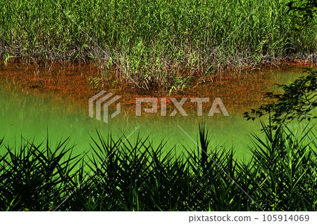 夏天的五色沼湖沼 綠沼 105914069