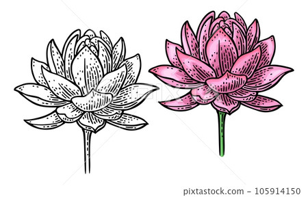 Lotus flower. Vector color engraving vintage illustration isolated on white 105914150