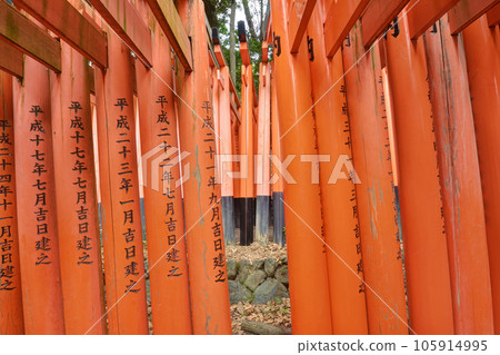 Torii of Fushimi Inari Torii of Fushimi Inari 105914995