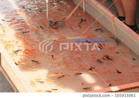 Goldfish Scooping Fair Goldfish Scooping Goldfish Scooping Fair Goldfish Scooping 105915061