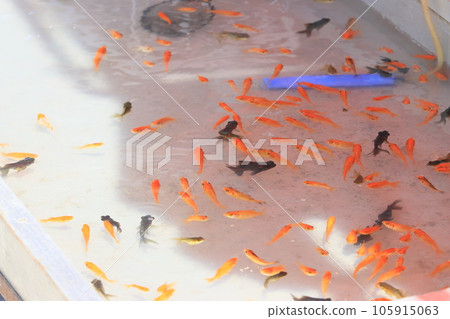 撈金魚 公平撈金魚 105915063