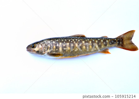 丹澤市谷太郎川捕獲的野生紅點鮭 105915214