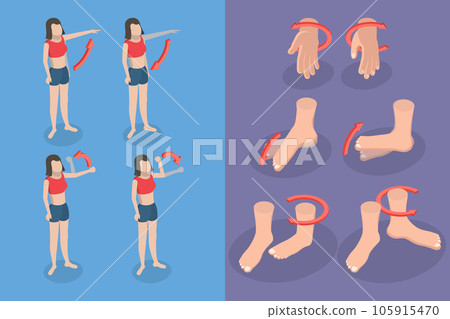 3D Isometric Flat Vector Conceptual Illustration of Muscular Motion 105915470