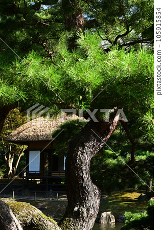 pine tree and tea room pine tree and tea room 105915854