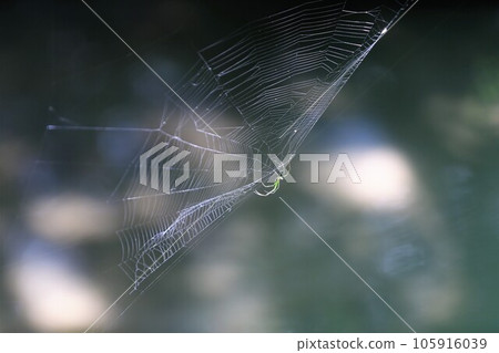 Koshirokanegumo 105916039