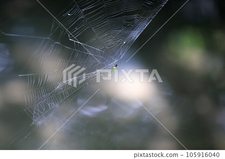 Koshirokaneko 105916040