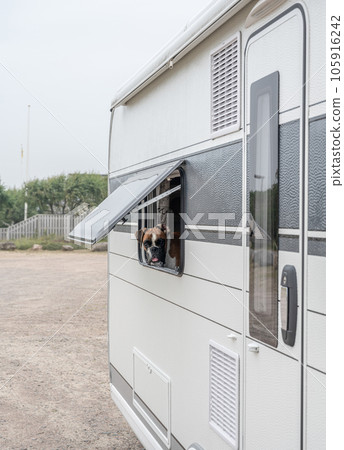 Boxer Dog looking out of window of Caravan Campig on sand dunes near Melbystrand Laholm Sweden coast outdoor Lifestyle 105916242
