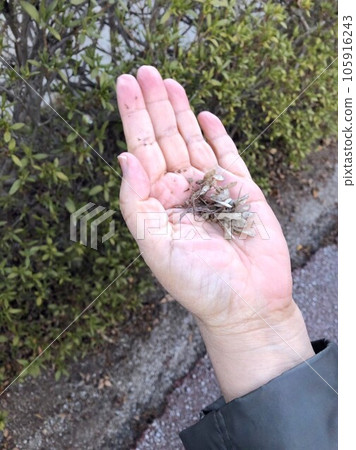 楓樹種子 楓樹種子 105916243