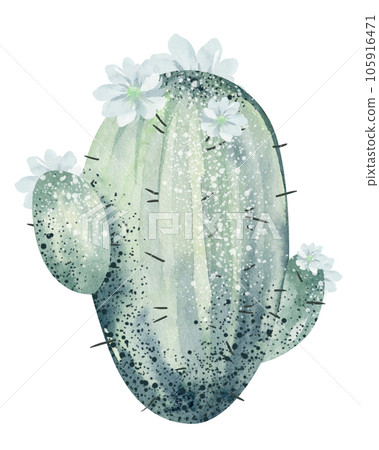 Watercolor cactus banners isolated on white background. Floral illustration for your projects, greeting cards and invitations. Watercolor cactus banners isolated on white background. Floral illustration for your projects, greeting cards and invitations. 105916471