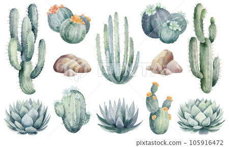 Watercolor cactus banners isolated on white background. Floral illustration for your projects, greeting cards and invitations. Watercolor cactus banners isolated on white background. Floral illustration for your projects, greeting cards and invitations. 105916472