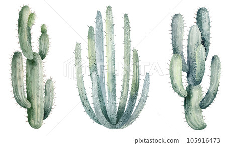 Watercolor cactus banners isolated on white background. Floral illustration for your projects, greeting cards and invitations. Watercolor cactus banners isolated on white background. Floral illustration for your projects, greeting cards and invitations. 105916473
