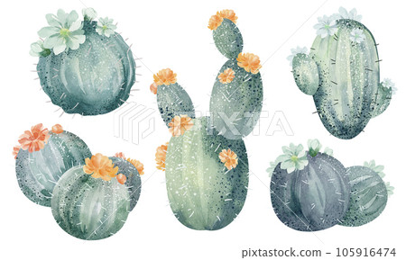 Watercolor cactus banners isolated on white background. Floral illustration for your projects, greeting cards and invitations. Watercolor cactus banners isolated on white background. Floral illustration for your projects, greeting cards and invitations. 105916474
