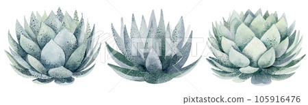 Green aloe vera plant, watercolor illustration, hand drawn, botanical painting on isolated white background Green aloe vera plant, watercolor illustration, hand drawn, botanical painting on isolated white background 105916476