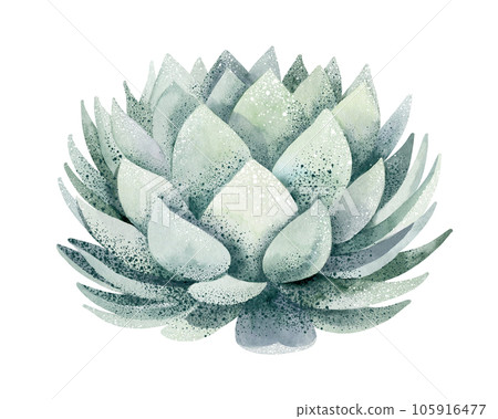 Green aloe vera plant, watercolor illustration, hand drawn, botanical painting on isolated white background Green aloe vera plant, watercolor illustration, hand drawn, botanical painting on isolated white background 105916477