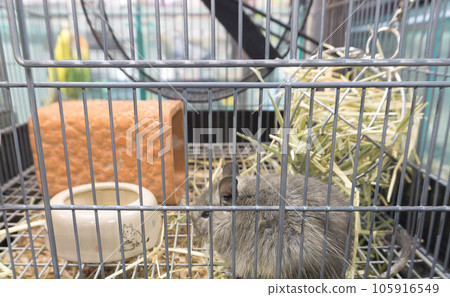 Degu in the cage Degus breeding 105916549