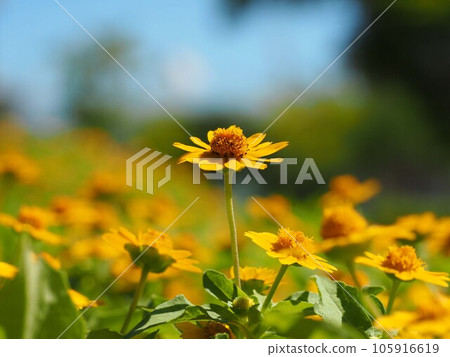 Summer sky and Dahlberg daisy (close-up of yellow flowers of disoidia) Summer sky and Dahlberg daisy (close-up of yellow flowers of disoidia) 105916619