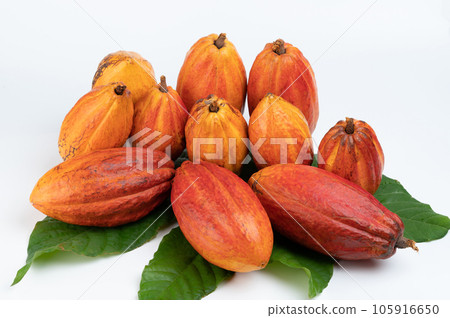Shiny orange cocao pods Shiny orange cocao pods 105916650