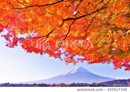 秋天的天空和秋天的落葉和富士山 105917108