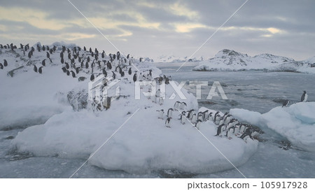 Antarctica penguins colony. Jumping, walking activity. Winter frozen landscape. Group of Gentoo penguins stand on snow, ice covered hill, swim in polar ocean. Antarctic wildlife. 4k footage. 105917928