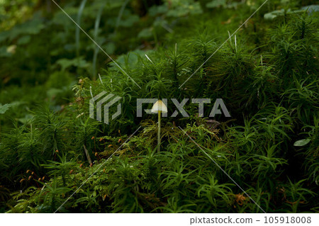 Moss and mushrooms 105918008