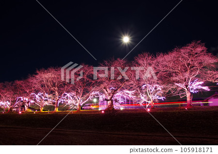 大河原櫻花燈飾（宮城縣小河原町） 105918171