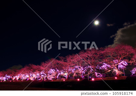 大河原櫻花燈飾（宮城縣小河原町） 105918174