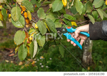 Fruit tree pruning. Garden scissors. Pruning of the branches of fruit trees during the autumn is considered sanitary Fruit tree pruning. Garden scissors. Pruning of the branches of fruit trees during the autumn is considered sanitary 105918190