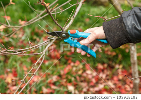 Fruit tree pruning. Garden scissors. The pruning of branches on fruit trees is carried out for sanitary reasons Fruit tree pruning. Garden scissors. The pruning of branches on fruit trees is carried out for sanitary reasons 105918192