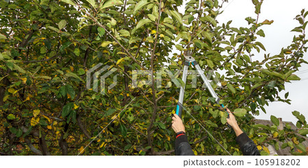 Fruit tree pruning. Garden scissors. Pruning of fruit tree branches in a sanitary manner 105918202