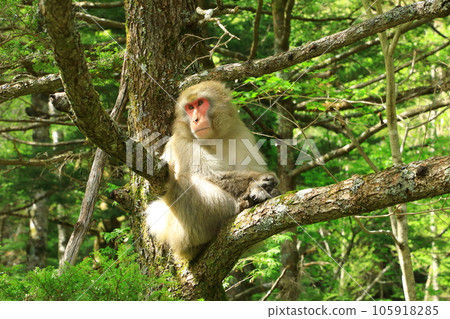 Kamikochi Japanese macaques relaxing on a tree 105918285