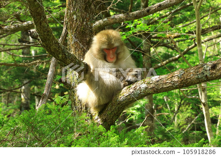 Kamikochi Japanese macaques relaxing on a tree Kamikochi Japanese macaques relaxing on a tree 105918286
