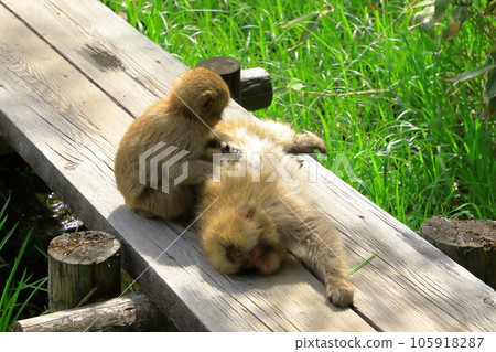 上高地日本獼猴家族 上高地日本獼猴家族 105918287