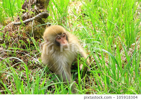 Kamikochi Little monkeys playing in the grass 105918304