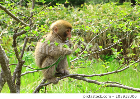 Kamikochi Little monkey relaxing on a tree 105918306