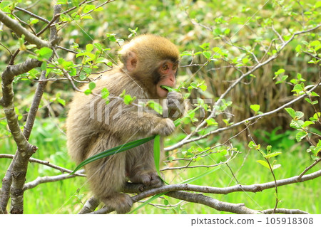 Kamikochi Little monkey relaxing on a tree 105918308