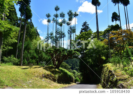 Kitayama Daidai Cedar in Kitayama, Kitayama, Nakagawa, Kyoto 105918430