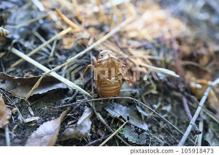 Cicada shells on the ground 105918473